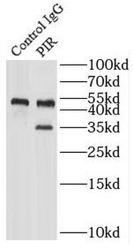 PIR Rabbit Polyclonal Antibody