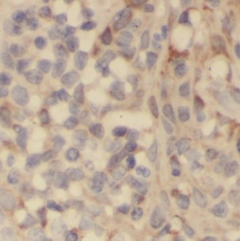 PLAC8 Rabbit Polyclonal Antibody