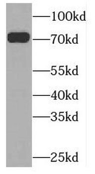 PLK3 Rabbit Polyclonal Antibody
