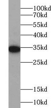 PLSCR1 Rabbit Polyclonal Antibody