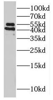 POFUT2 Rabbit Polyclonal Antibody