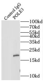 POLE3 Rabbit Polyclonal Antibody