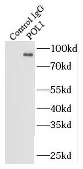 POLI Rabbit Polyclonal Antibody