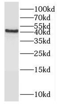 PON1 Rabbit Polyclonal Antibody