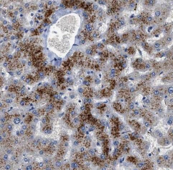 PON1 Rabbit Polyclonal Antibody