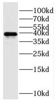 PON2 Rabbit Polyclonal Antibody