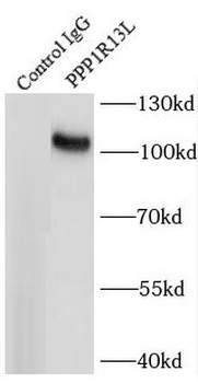 PPP1R13L Rabbit Polyclonal Antibody