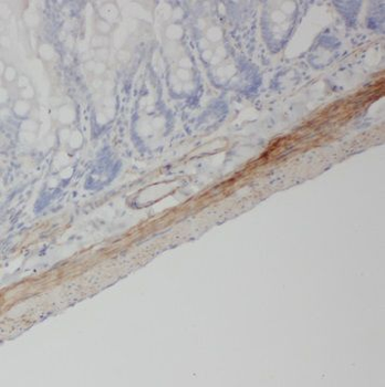 NPY4R Rabbit Polyclonal Antibody