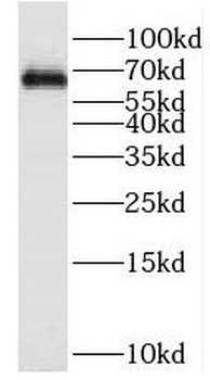 PRC1 Rabbit Polyclonal Antibody