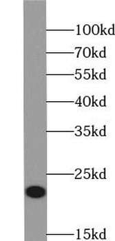 PRDX1 Rabbit Polyclonal Antibody