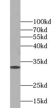 PRDX4 Rabbit Polyclonal Antibody