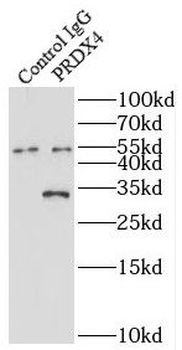 PRDX4 Rabbit Polyclonal Antibody