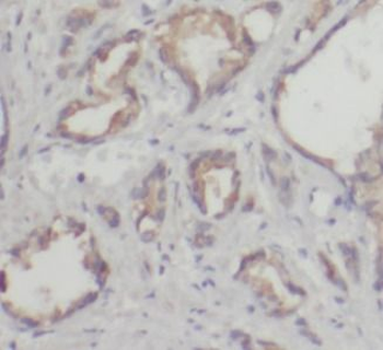 PRDX4 Rabbit Polyclonal Antibody