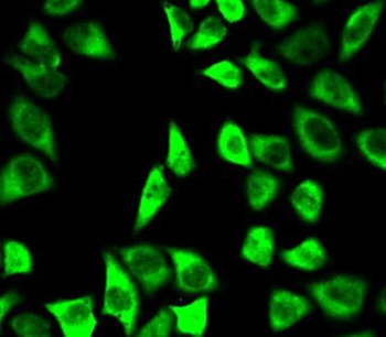 PRDX6 Rabbit Polyclonal Antibody