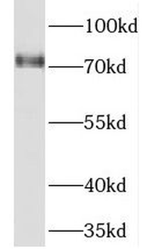 PREPL Rabbit Polyclonal Antibody