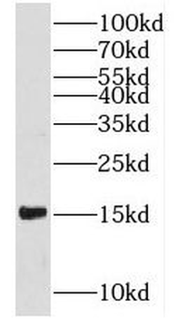 PFN1 Rabbit Polyclonal Antibody
