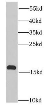 PROK2 Rabbit Polyclonal Antibody