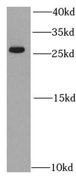 PSMA2 Rabbit Polyclonal Antibody