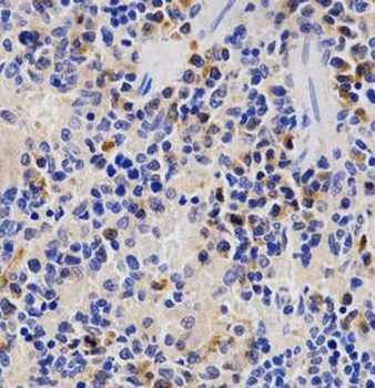 PSMD3 Rabbit Polyclonal Antibody