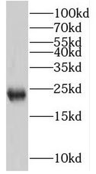 PTGES3 Rabbit Polyclonal Antibody