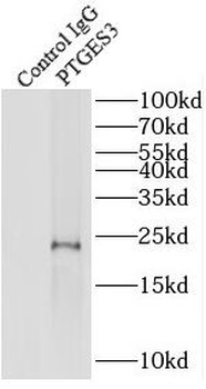 PTGES3 Rabbit Polyclonal Antibody