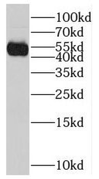 CAVIN1 Rabbit Polyclonal Antibody