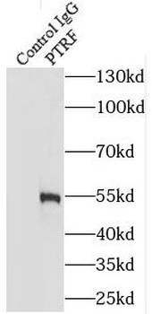 CAVIN1 Rabbit Polyclonal Antibody