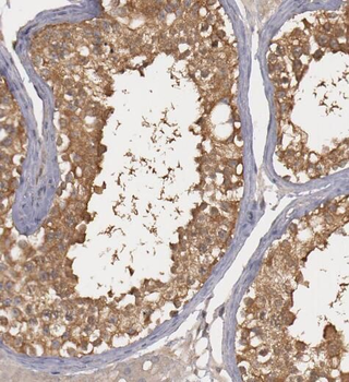 PTTG1IP Rabbit Polyclonal Antibody