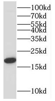 BBC3 Rabbit Polyclonal Antibody