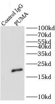 BBC3 Rabbit Polyclonal Antibody