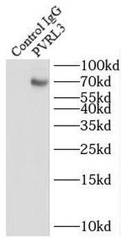 NECTIN3 Rabbit Polyclonal Antibody