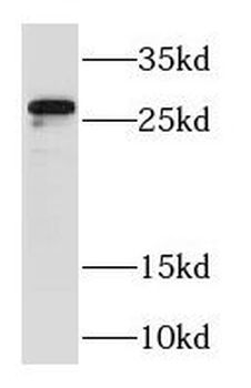 RAB23 Rabbit Polyclonal Antibody