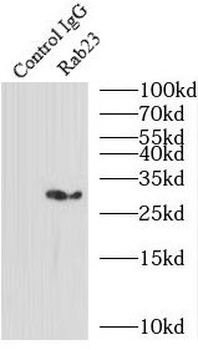 RAB23 Rabbit Polyclonal Antibody