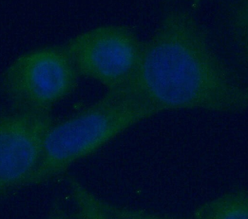 RAB5A Rabbit Polyclonal Antibody