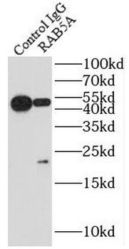 RAB5A Rabbit Polyclonal Antibody