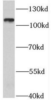RBSN Rabbit Polyclonal Antibody