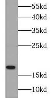 RAMP1 Rabbit Polyclonal Antibody