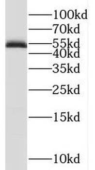 RAMP3 Rabbit Polyclonal Antibody