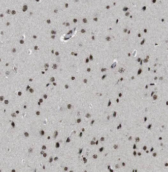 RANBP3L Rabbit Polyclonal Antibody