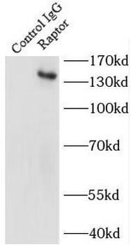 RPTOR Rabbit Polyclonal Antibody