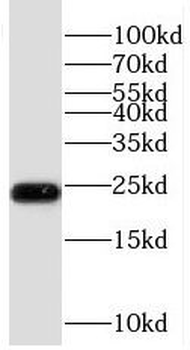 RBM8A Rabbit Polyclonal Antibody
