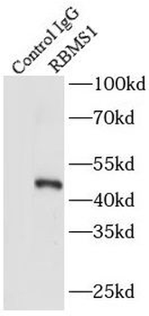 RBMS1 Rabbit Polyclonal Antibody