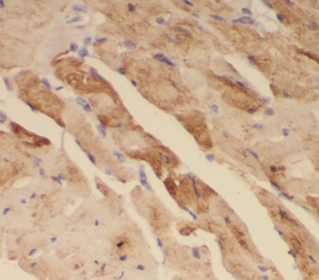 RBX1 Rabbit Polyclonal Antibody