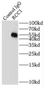 RCC1 Rabbit Polyclonal Antibody