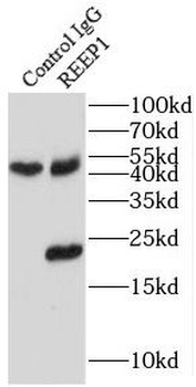 REEP1 Rabbit Polyclonal Antibody