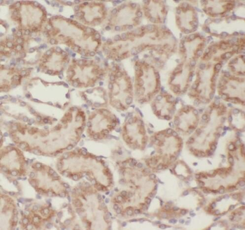RNLS Rabbit Polyclonal Antibody
