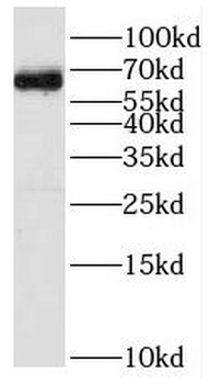 RFTN1 Rabbit Polyclonal Antibody