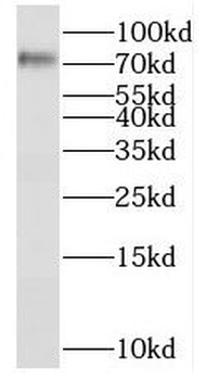 RFX3 Rabbit Polyclonal Antibody