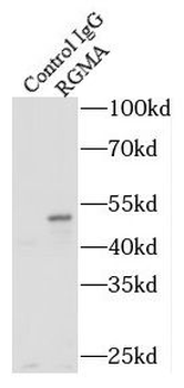 RGMA Rabbit Polyclonal Antibody