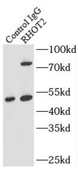 RHOT2 Rabbit Polyclonal Antibody